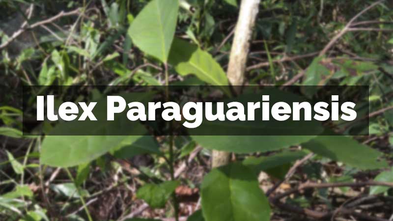 Ilex Paraguariensis desfocada ao fundo